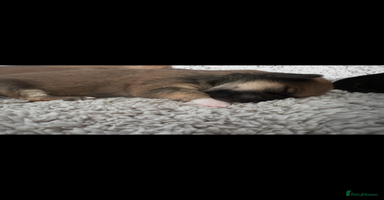 Lhasa Apso dogs - Advert 13