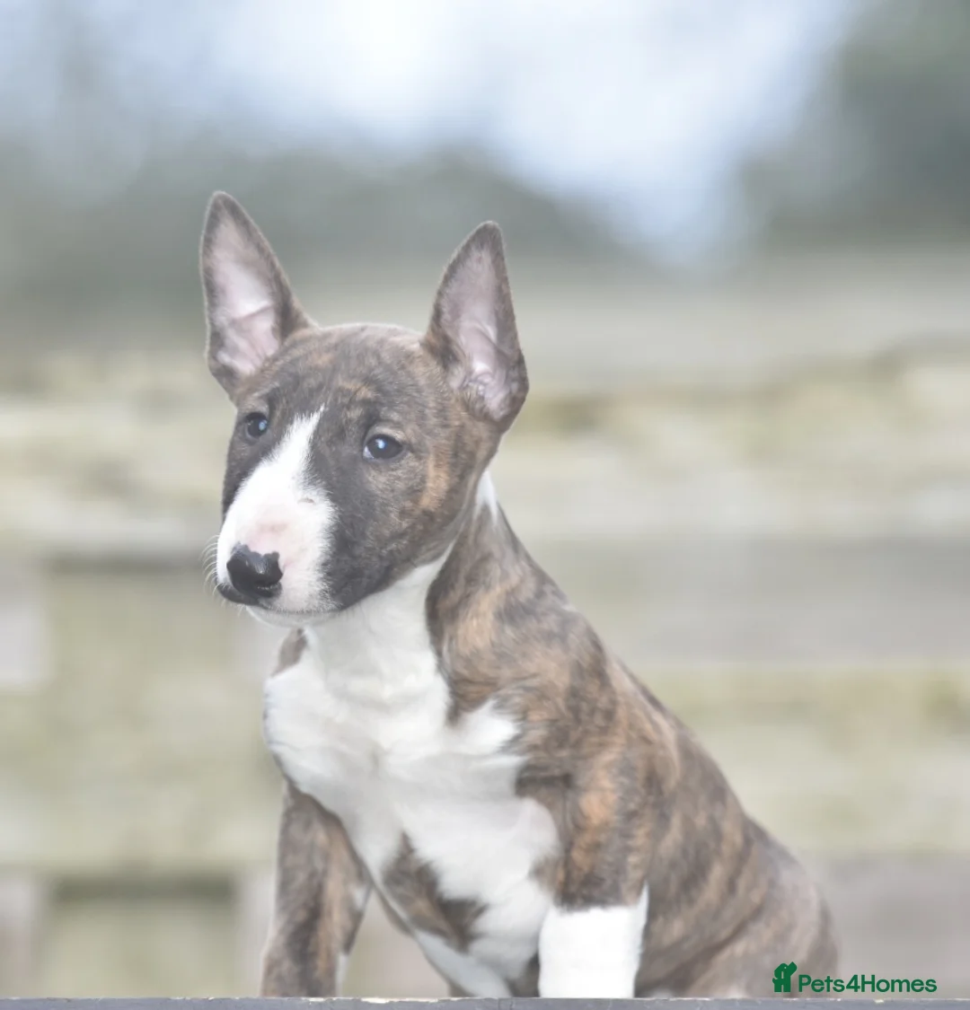 Miniature Bull terrier dogs for sale: Ready to leave! Excellent mini bull terrier pups  - Advert 2