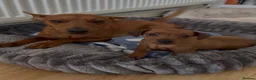 Miniature Pinscher dogs for sale: Miniature Pinscher Girl Puppy Last One Available🐶 - Advert 6