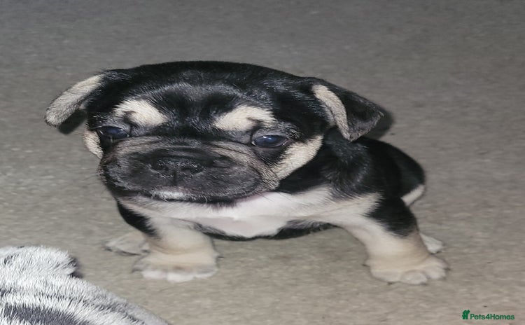 French Bulldog dogs - Advert 1