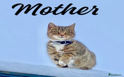 Mixed Breed cats for sale: Beautiful mixed bengal kittens  - Image 22