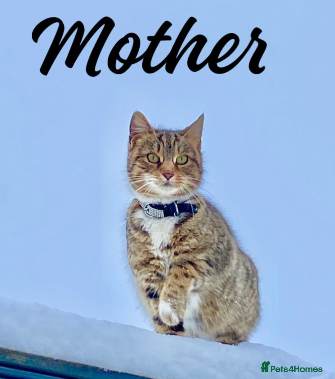 Mixed Breed cats for sale: Beautiful mixed bengal kittens  - Image 22