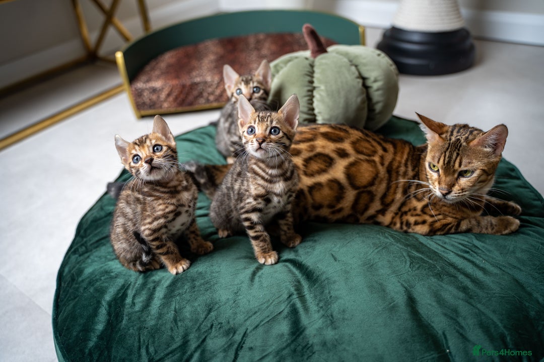 Bengal cats for sale: TICA-Certified Bengal Kittens, Show Quality - Image 9