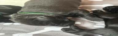 Labrador Retriever Puppy 5