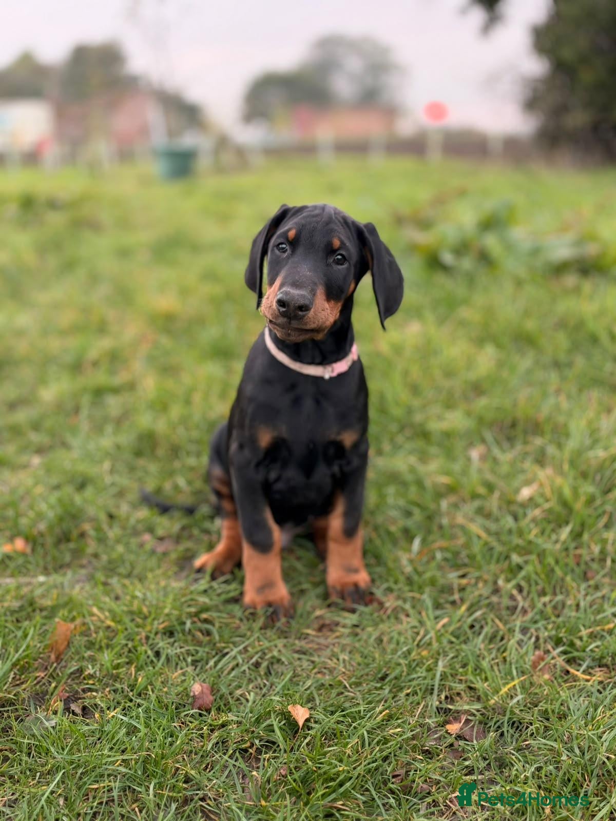 Dobermann dogs for sale: KC  reg Dobermann puppies ready NOW - Advert 2