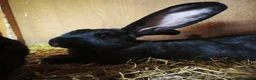 Continental Giant rabbits for sale: Continental giant baby rabbits - Advert 4