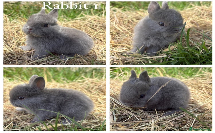 Netherland Dwarf rabbits - Advert 2