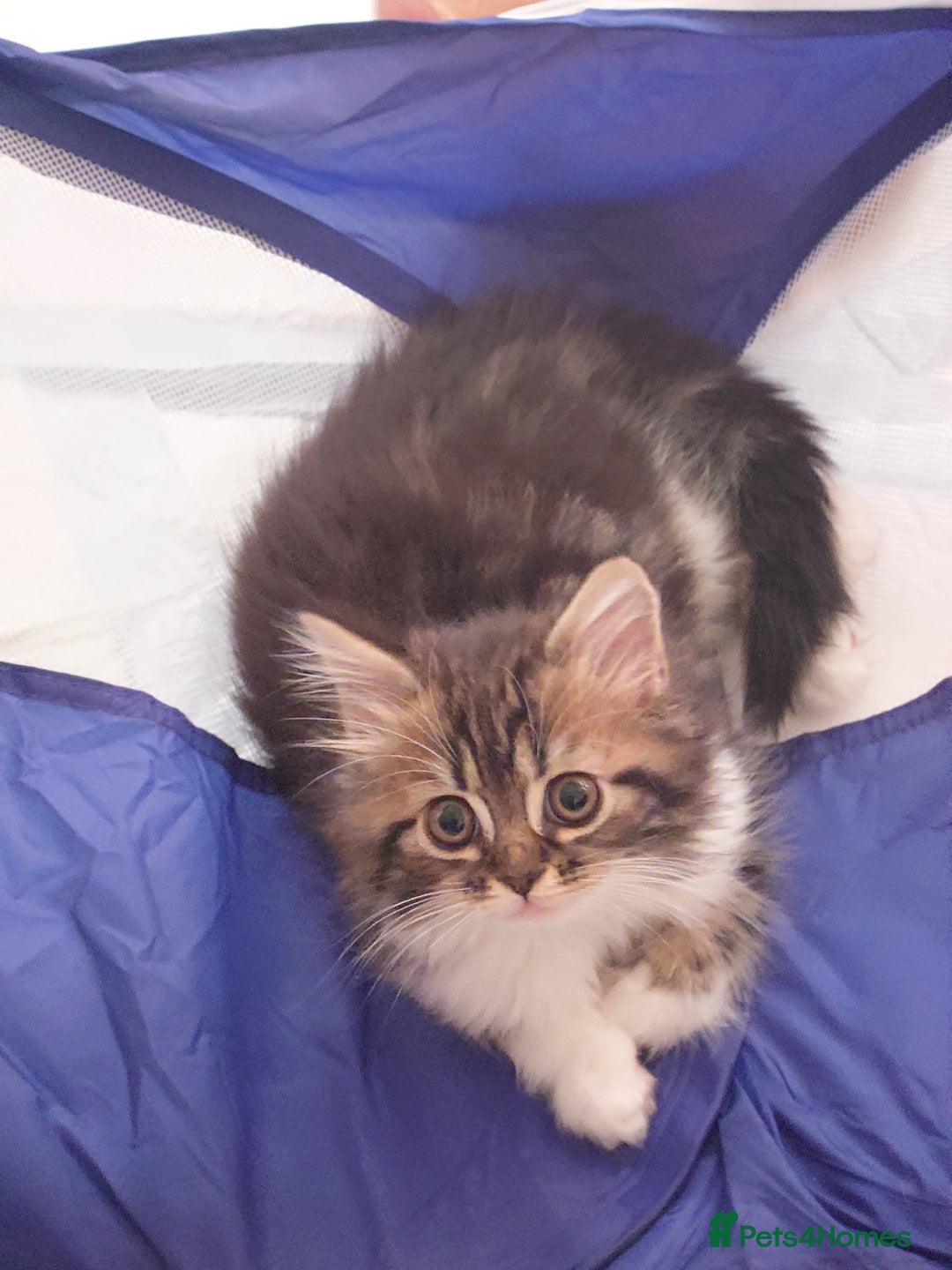Persian cats for sale: Persian kittens: 2 girls and 1 boy (£230 each) - Image 2