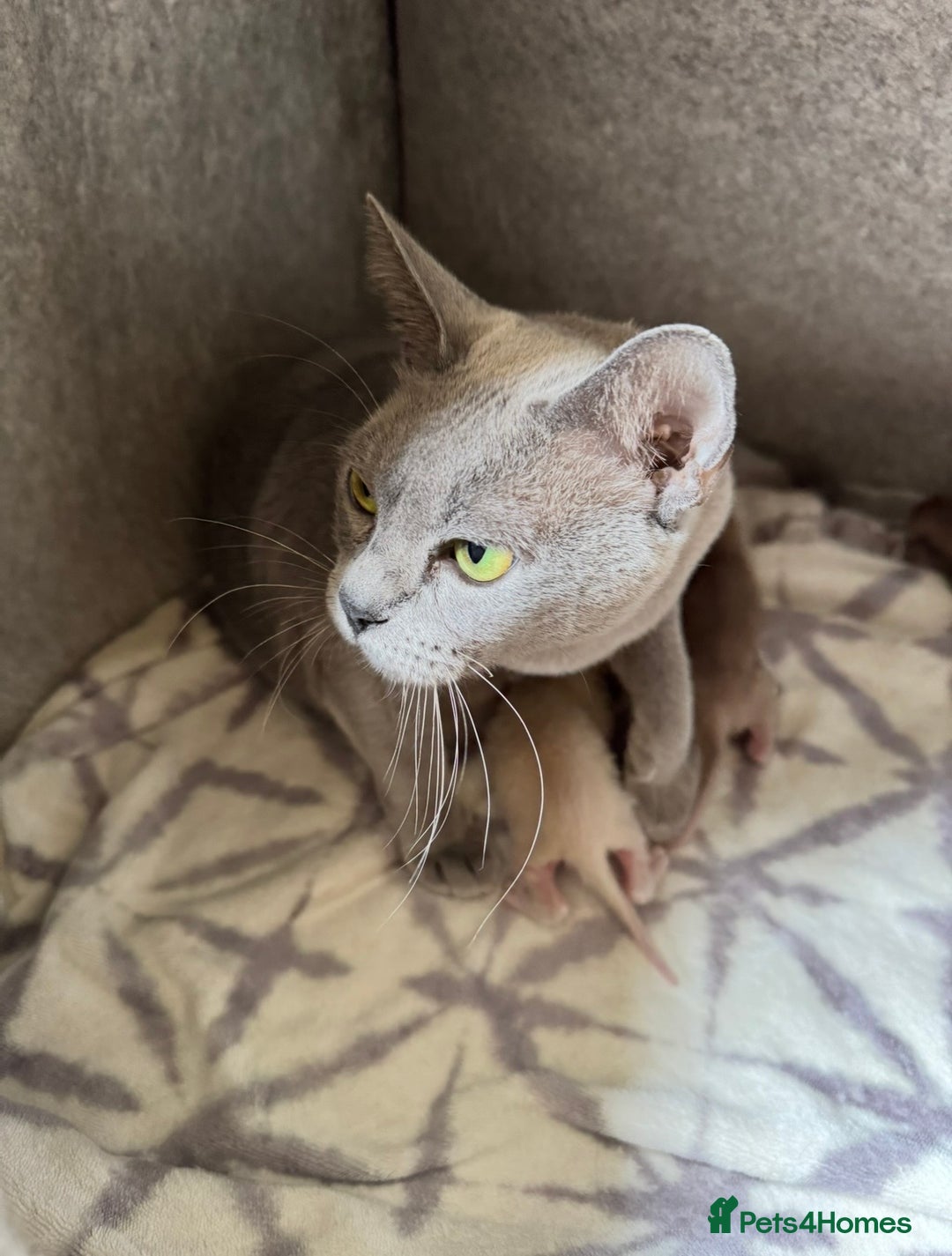 Burmese cats for sale: GCCF registered- home raised Burmese Kittens  - Advert 1