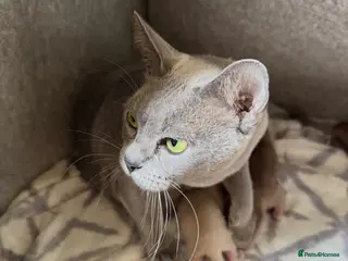 Burmese cats GCCF registered- home raised Burmese Kittens - Advert 5