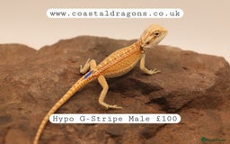 Bearded Dragon reptiles for sale: Bearded Dragons Mix - Image 2