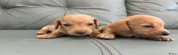 Miniature Dachshund dogs for sale: 🏆💙💖 KC REG 5 STAR BREEDER💙💖🏆CREAM - Advert 8