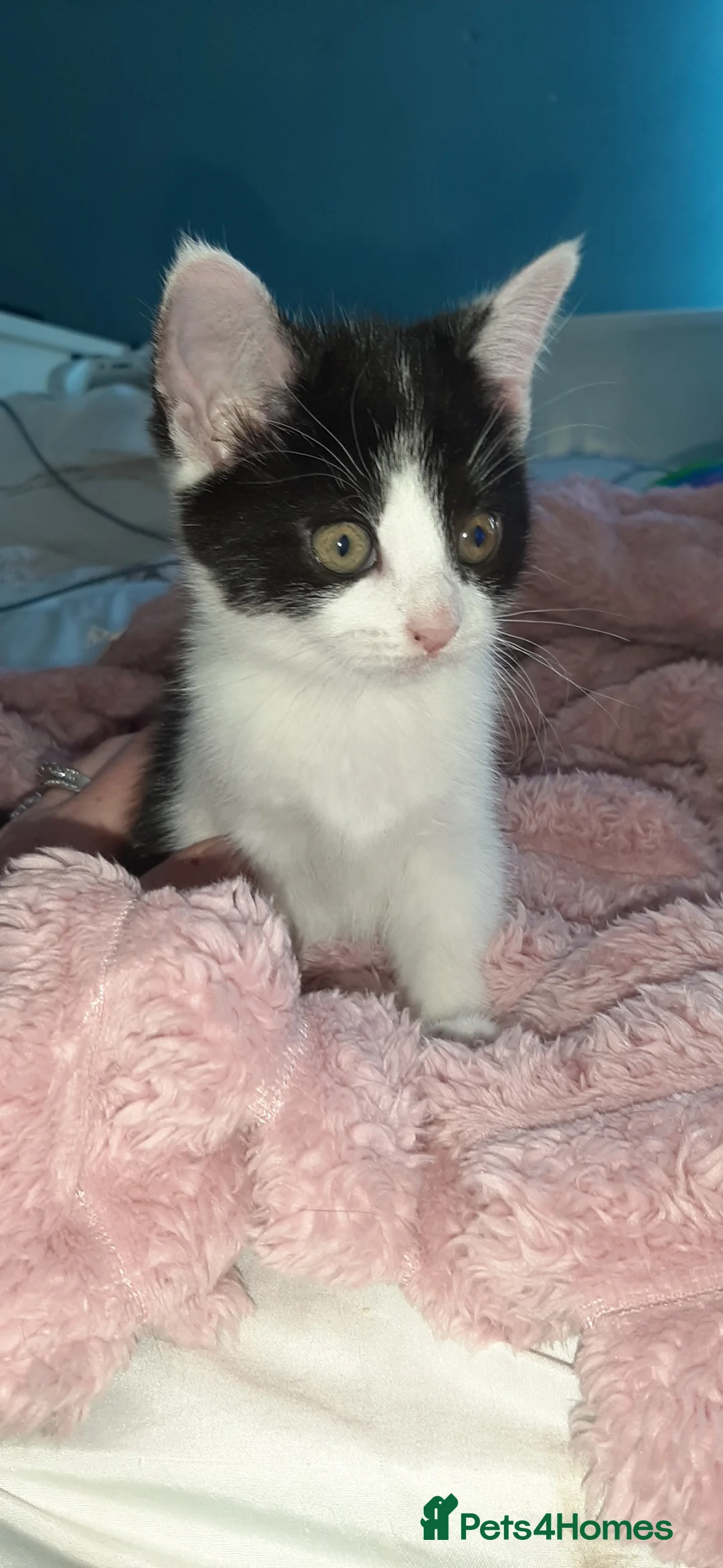 Mixed Breed cats for sale: Girl kittens ready for there new homes  in Peterborough - Advert 4