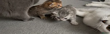 Scottish Fold 1
