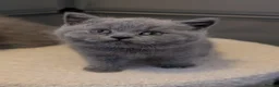 British Shorthair cats for sale: GCCF British Shorthair and longhair kittens  - Advert 5