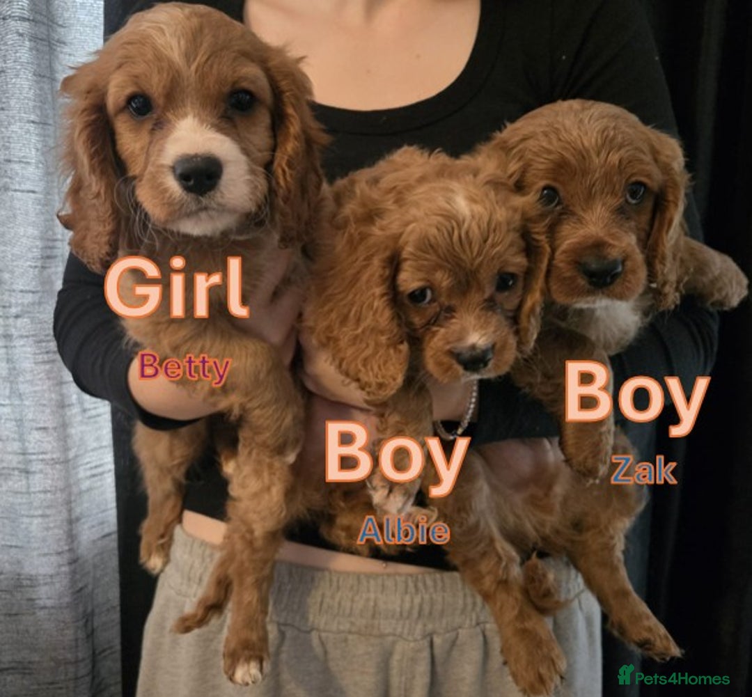 Cavapoo dogs for sale: 3 Red Cavapoo pups for sale - Image 7