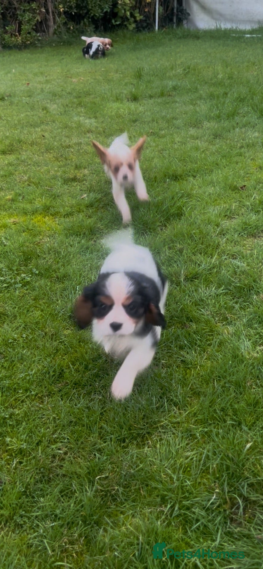 Cavalier King Charles Spaniel dogs Cavalier King Charles Puppies - Advert 5