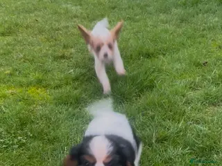 Cavalier King Charles Spaniel dogs Cavalier King Charles Puppies - Advert 5