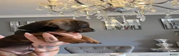 Dachshund dogs for sale: Beautiful miniture dachshund puppies  - Advert 9