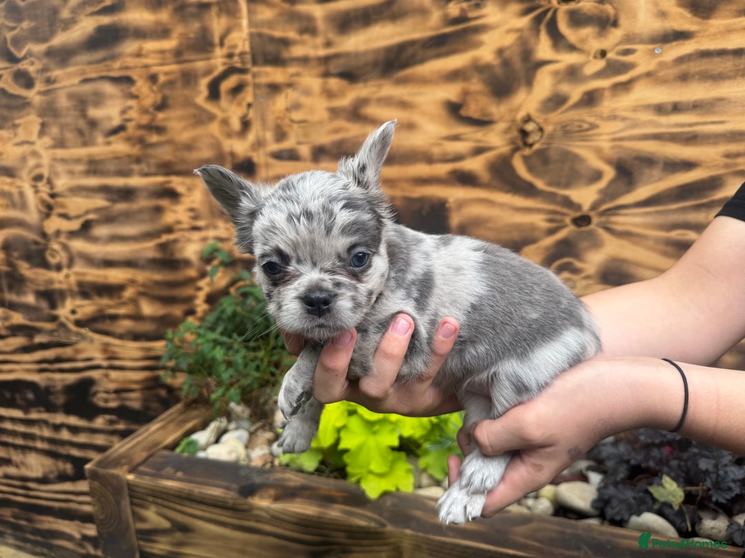 French Bulldog dogs for sale: Fluffy frenchies  - Image 6