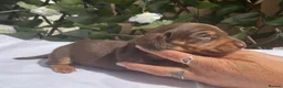 Miniature Dachshund dogs for sale: BEAUTIFUL TINY MINIATURE DASCHUNDS DAPPLE KC  - Advert 18
