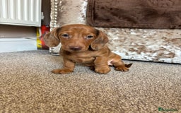 Miniature Dachshund dogs for sale: Dachshund puppies - Image 2