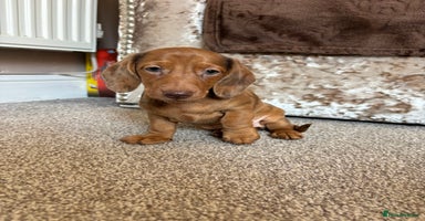 Miniature Dachshund dogs - Advert 12