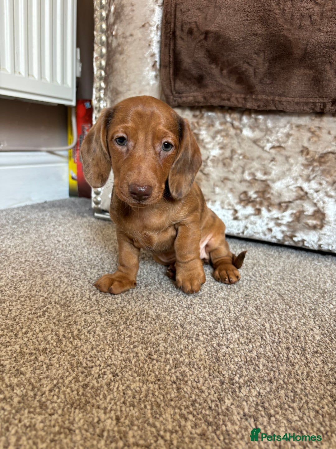 Miniature Dachshund dogs for sale: Dachshund puppies - Image 2