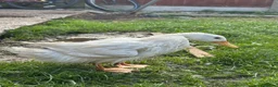 Ducks poultry for sale: 3 Cherry Valley Ducks - Advert 18
