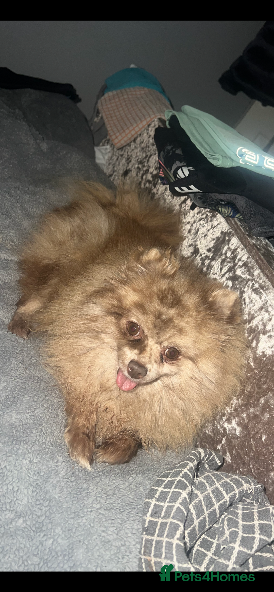 Pomeranian dogs for sale: Pomeranian puppy’s  - Image 4
