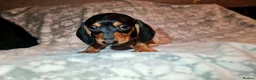 Miniature Dachshund dogs for sale: Beautiful Dachshund puppies for sale  - Advert 12