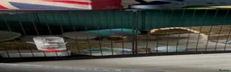 Guinea Pig rodents for sale: Guinea pig  in Tamworth - Advert 5