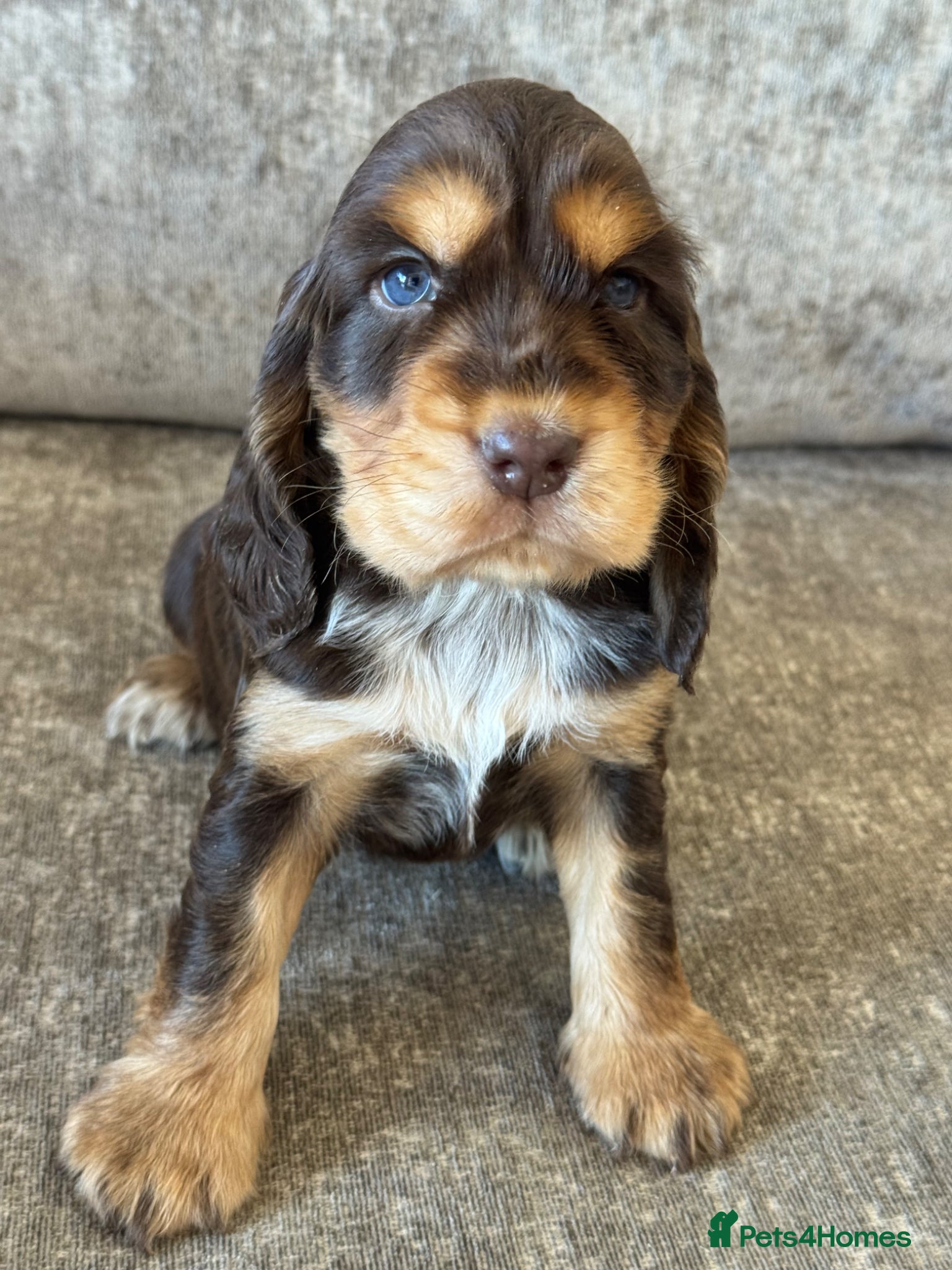 Cocker Spaniel dogs TRUE SHOWTYPE KC REGISTERED HEALTH TESTED - Advert 8