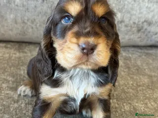 Cocker Spaniel dogs TRUE SHOWTYPE KC REGISTERED HEALTH TESTED - Advert 8