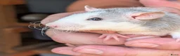 Rat rodents for sale: 8 male Rex rats for sale  - Advert 10
