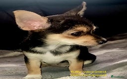 Chihuahua dogs for sale: Chihuahua fluff balls  - Image 11