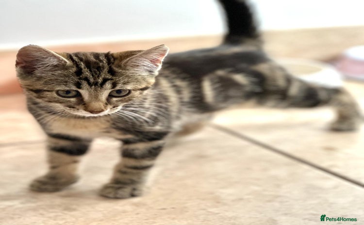 Bengal cats - Advert 2