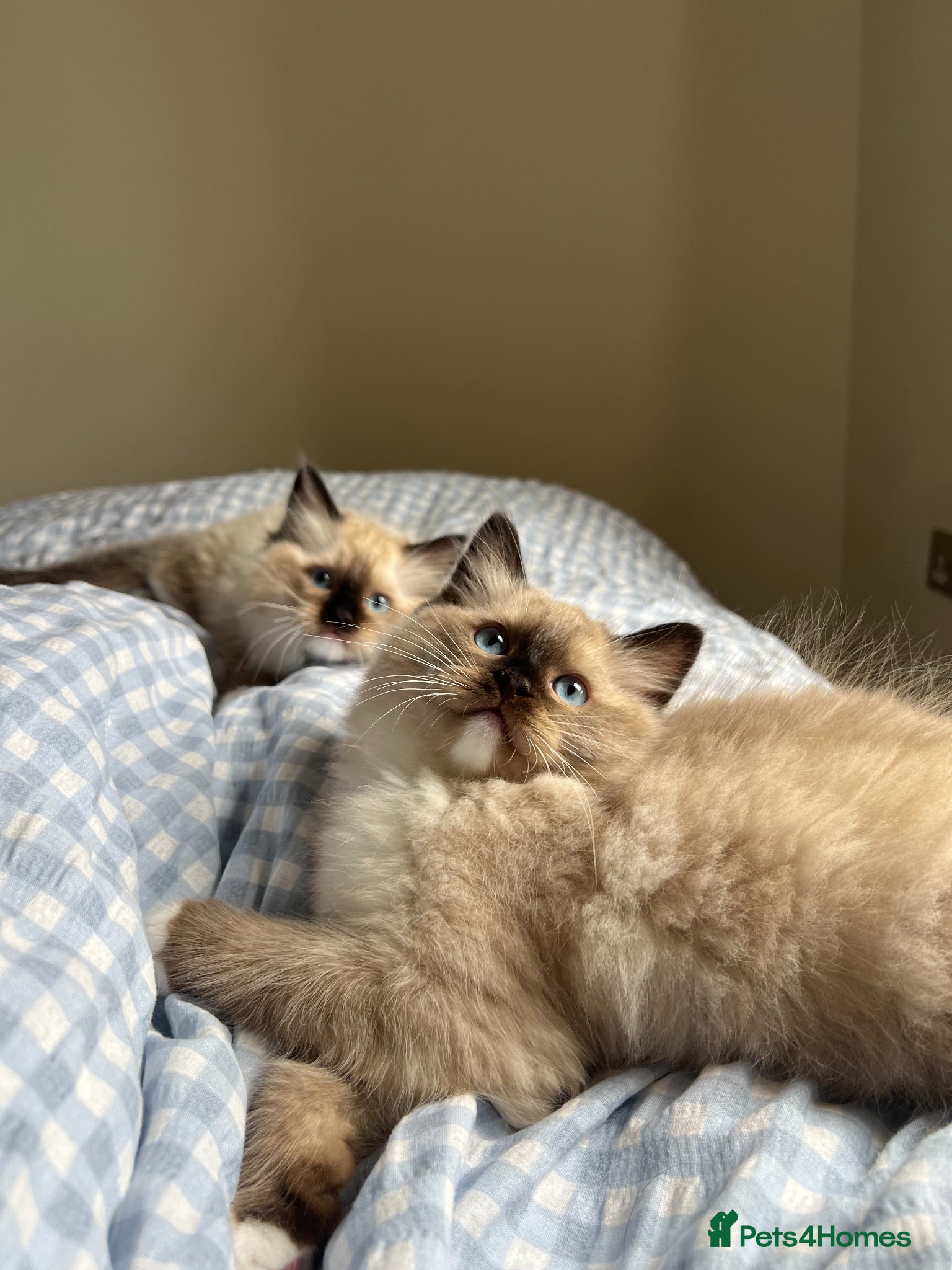 Ragdoll cats Gorgeous ragdoll kittens- boy + girl  - Advert 2