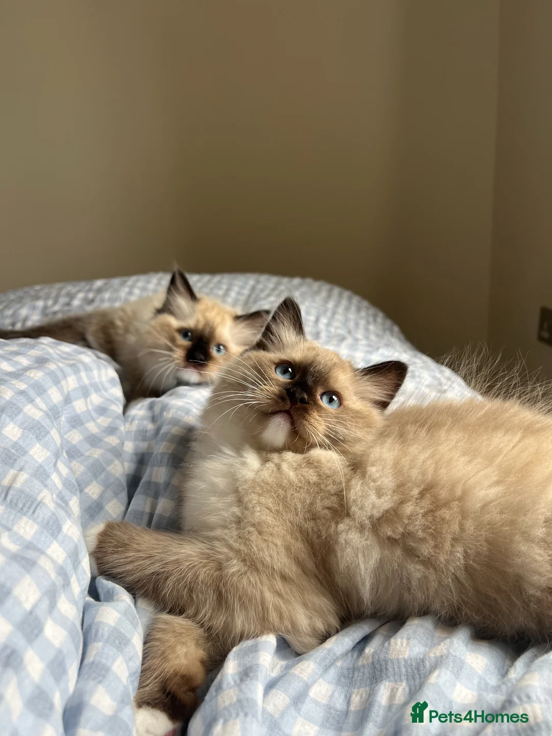 Ragdoll cats for sale: Gorgeous ragdoll kittens- boy + girl  - Advert 1