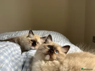 Ragdoll cats Gorgeous ragdoll kittens- boy + girl - Advert 6