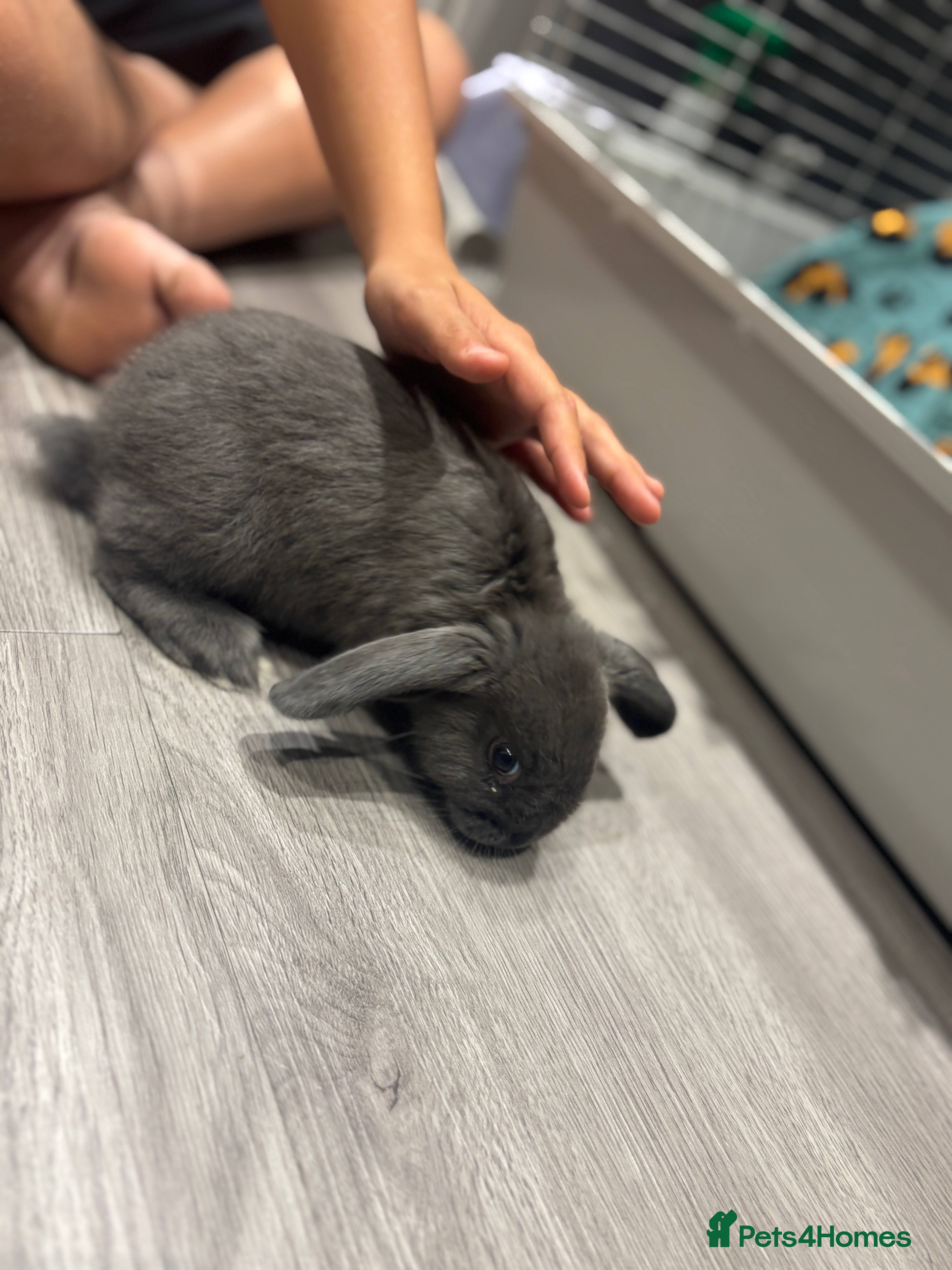 Mini Lop rabbits for sale: Smokey the mini lop!  - Advert 1