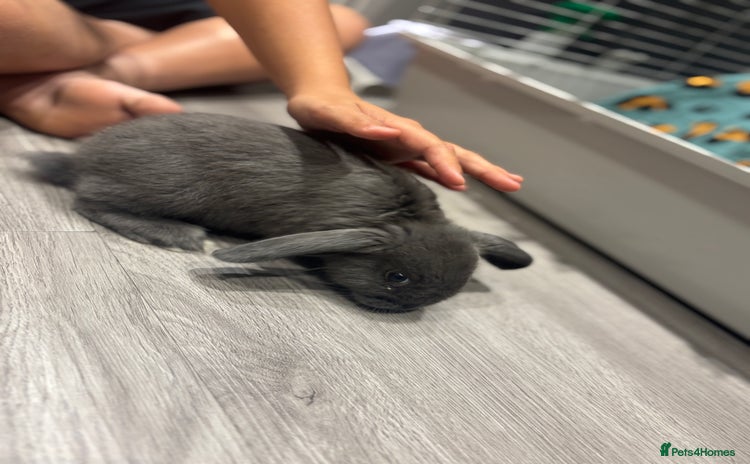 Mini Lop rabbits - Advert 4