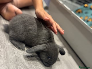 Mini Lop rabbits - Advert 3