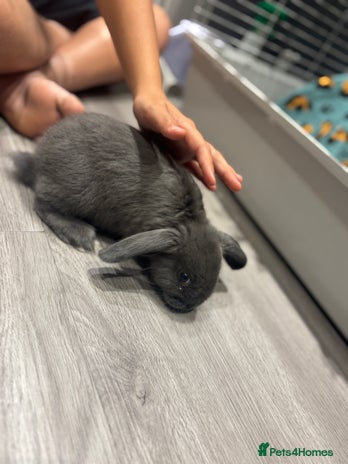 Mini Lop rabbits - Advert 4