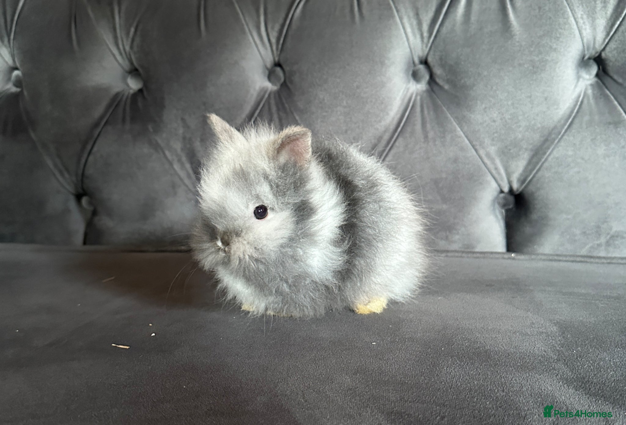 Lionhead rabbits Last boy Adorable double mane baby lionhead  - Advert 1