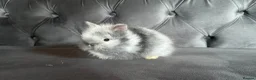Lionhead rabbits for sale: 1 boy left Adorable double mane baby lionhead  - Advert 6