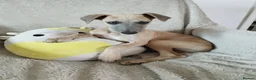 Whippet dogs for sale: Show quality KC reg pups - Advert 32