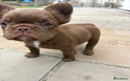 French Bulldog dogs for sale: *Fluffy French Bulldog Pups-4 reserved* - Image 34
