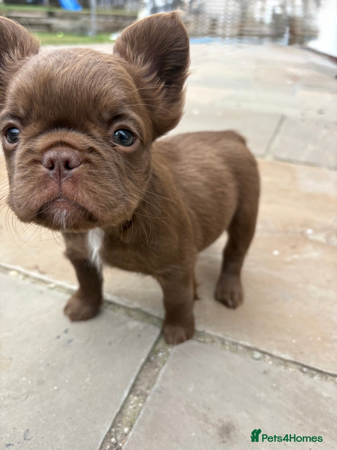 French Bulldog dogs for sale: *Fluffy French Bulldog Pups-4 reserved* - Image 34