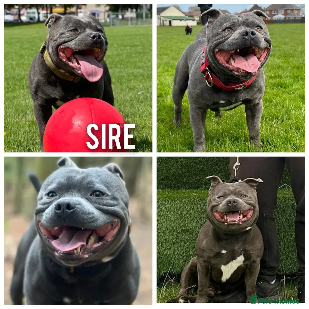 Staffordshire Bull Terrier dogs for sale: KC Staffordshire puppies champion lines - Advert 3